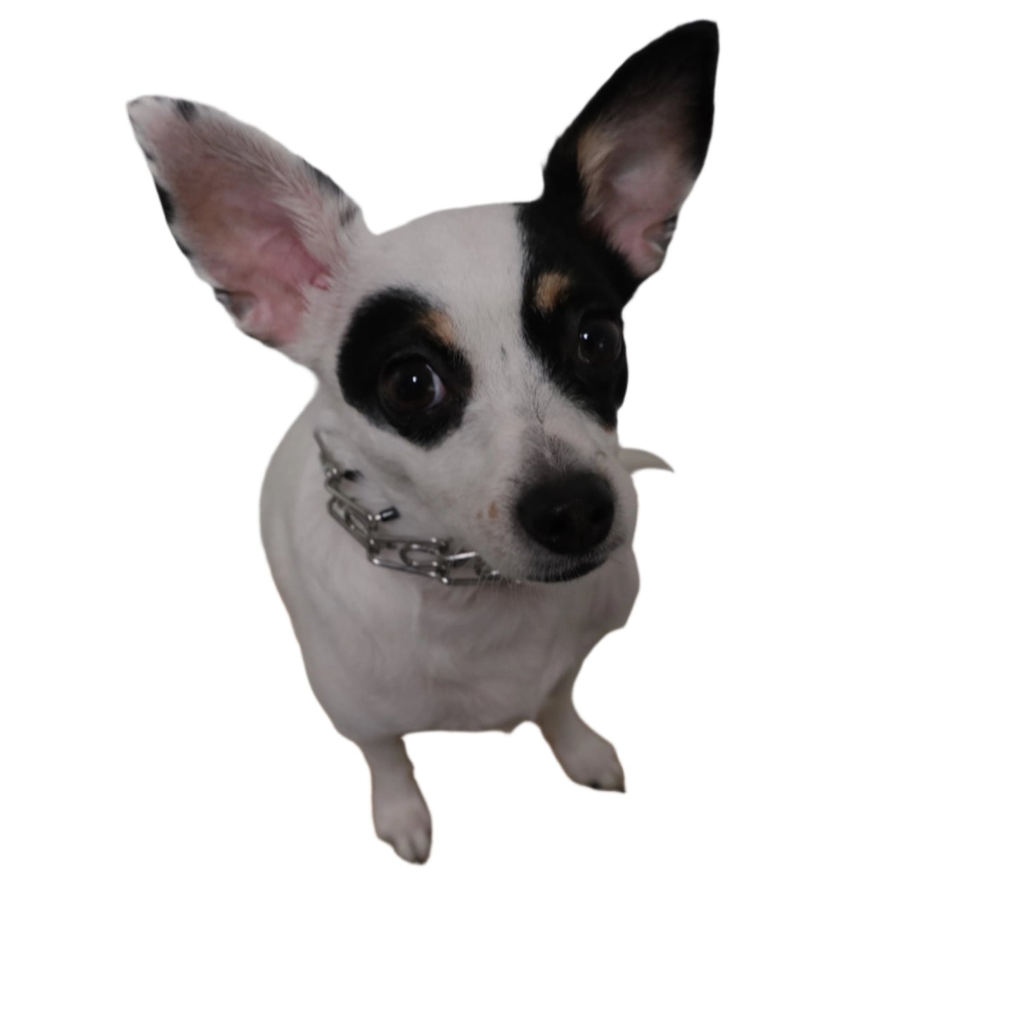 Dog Pinch Collar